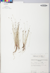 Eleocharis tenuis image