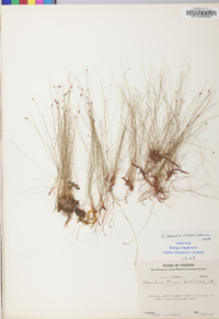 Eleocharis tenuis image