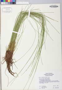 Eleocharis tenuis image