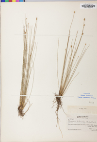 Eleocharis tuberculosa image