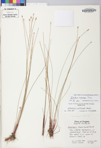 Eleocharis tricostata image