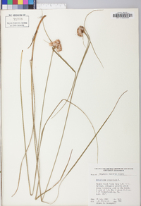 Eriophorum virginicum image