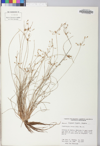 Fimbristylis annua image