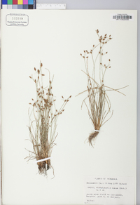 Fimbristylis annua image