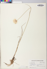 Eriophorum virginicum image