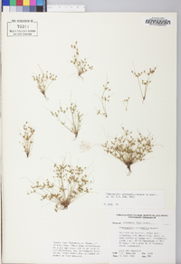 Fimbristylis perpusilla image