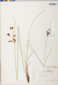 Fimbristylis castanea image