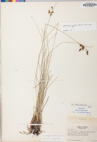 Fimbristylis castanea image