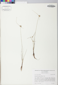 Cyperus neotropicalis image