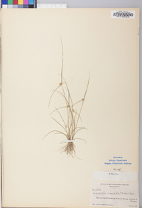 Cyperus neotropicalis image