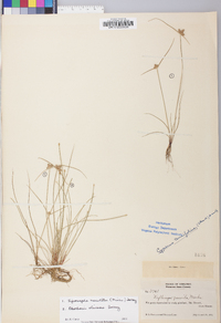 Cyperus neotropicalis image