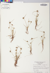 Cyperus neotropicalis image