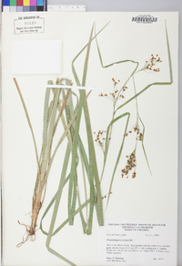 Rhynchospora caduca image