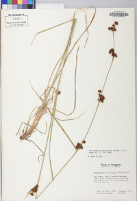 Rhynchospora capitellata image