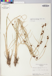 Rhynchospora capitellata image