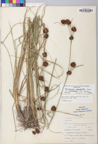 Rhynchospora cephalantha image