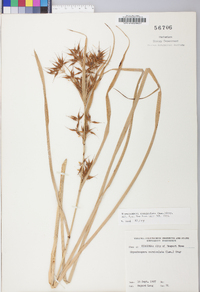 Rhynchospora corniculata image