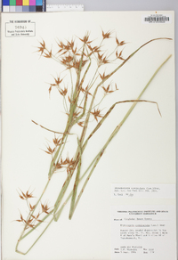 Rhynchospora corniculata image