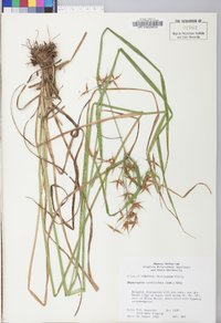 Rhynchospora corniculata image