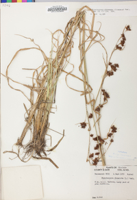 Rhynchospora glomerata image