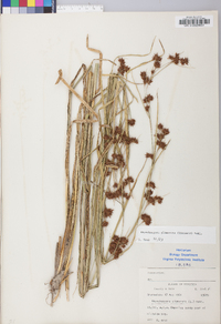Rhynchospora glomerata image