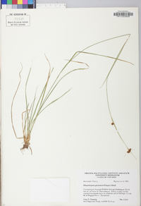 Rhynchospora globularis image