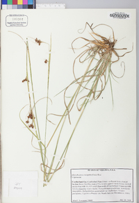 Rhynchospora recognita image