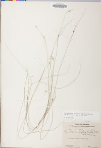 Rhynchospora rariflora image