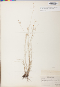 Rhynchospora rariflora image