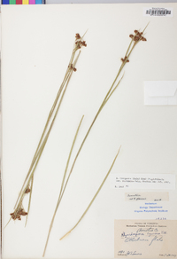 Rhynchospora recognita image