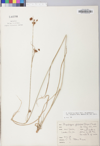 Rhynchospora recognita image