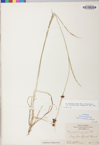 Rhynchospora recognita image