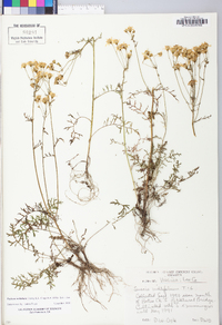Packera millefolia image