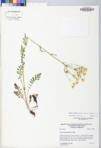 Packera millefolia image