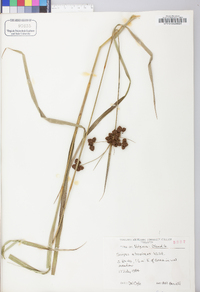 Scirpus atrovirens var. atrovirens image