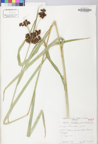 Scirpus atrovirens var. atrovirens image