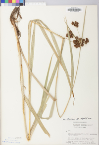 Scirpus atrovirens var. atrovirens image