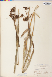 Scirpus atrovirens var. atrovirens image