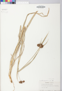 Scirpus atrovirens var. atrovirens image