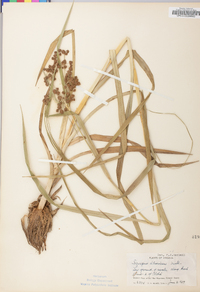 Scirpus atrovirens var. atrovirens image