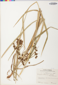 Scirpus atrovirens var. atrovirens image