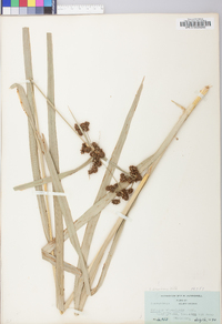 Scirpus atrovirens var. atrovirens image