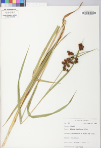 Scirpus atrovirens var. atrovirens image