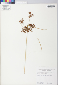 Scirpus atrovirens var. georgianus image