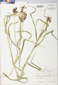 Scirpus atrovirens var. georgianus image