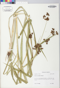 Scirpus atrovirens var. georgianus image