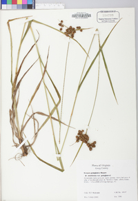 Scirpus atrovirens var. georgianus image