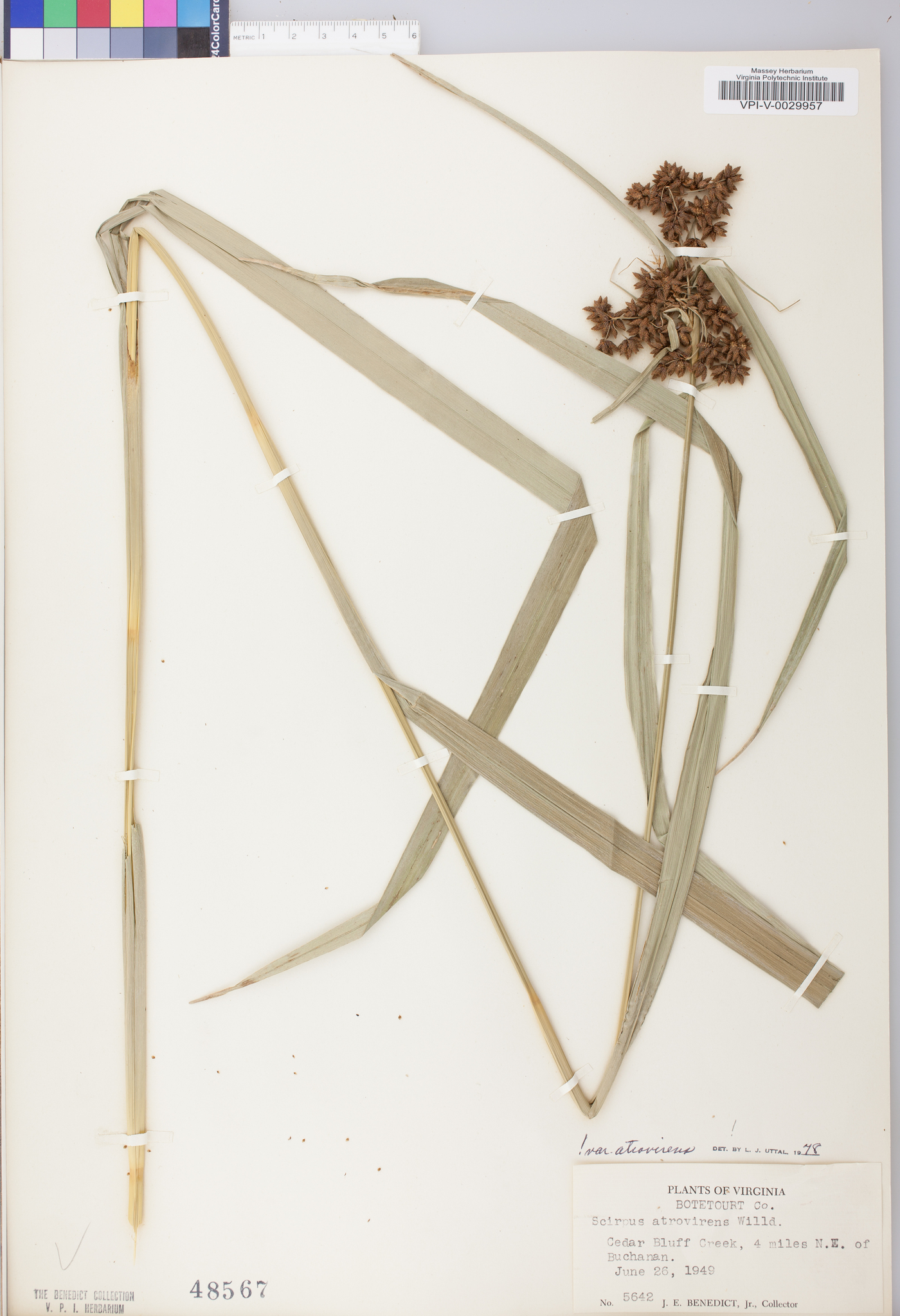 Scirpus atrovirens var. atrovirens image