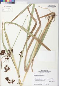 Scirpus atrovirens var. atrovirens image