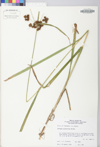 Scirpus atrovirens var. atrovirens image